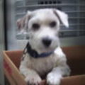 Sealyham Terrier