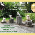 Harley´s chihuahua wandeling