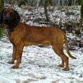 Bayerischer Gebirgsschweisshund