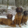 Bayerischer Gebirgsschweisshund