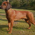 Bayerischer Gebirgsschweisshund