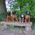 Bayerischer Gebirgsschweisshund