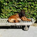 Bayerischer Gebirgsschweisshund