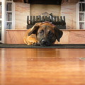 honden foto 