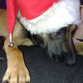 honden foto Moet dat nou.??