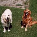 honden foto in die tijd ging de hele tuin op de schop.De pergola werd gebouwd ,dan konden ze toch naar buiten als ik boven was,zonder dat Djoery kon graven.Ook het hek werd geplaatst