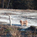 honden foto 
