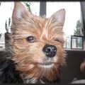 honden foto Sta ik er goed op?
