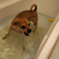honden foto 