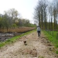 honden foto 