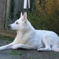 honden foto Dit is Chester Of the First Choice. Wij hebben hem 4 april moeten laten inslapen. Hij is 13 jaar en 8 maanden geworden.