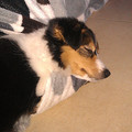 honden foto 