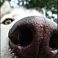 honden foto neus