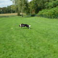 honden foto 