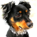 honden foto 