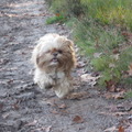 honden foto