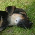 honden foto 