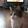 honden foto Nala 13 jaar 2012.