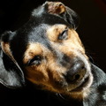 honden foto Tacsi in de keuken, lekker in de zon liggen. Hij is een echte zonnenaanbidder