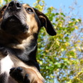 honden foto Tacsi lekker in de tuin
