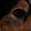 honden foto 
