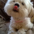 honden foto Kylie (L)