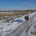 honden foto 