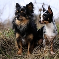 honden foto Deamon en Noa
