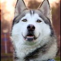 honden foto mooi zijn