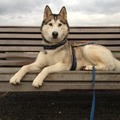honden foto 