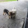 honden foto Vrouwtje is slim he? Ze heeft zo'n ding gekocht waar we alle twee aan kunnen. Dan kunnen we haar niet meer pesten door de lijnen door elkaar te halen...