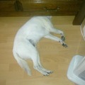 honden foto Hond zonder hoofd.