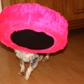 honden foto Andor wilt ook een roze harige mand dus steelt hem gewoon!