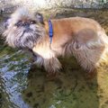honden foto Brando-o-o-o-o-o.... Hij luisterde half geschrokken, half verbaasd naar de echo van zijn naam die weerklonk in de betonnen pijp van het brugje naast hem.