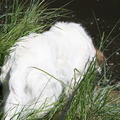 honden foto 