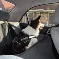 honden foto 
