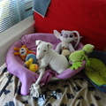 honden foto dit is sharky onze miniatuur bullterrier geboren op 16-3-2012