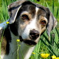 honden foto Mooi wijs meisje, niet meer hier en toch overal.