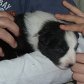 honden foto Bonny, nogmaals bijna 3 weken