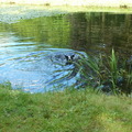 honden foto 