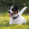 honden foto 