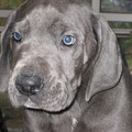 honden foto puppie sjonnie