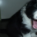 honden foto ze kan ook al eng zijn hahaha