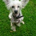honden foto Raven