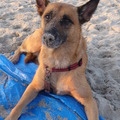 honden foto Sita
Mechels Meisje
Superbraaf 
Ze komt uit het asiel maar daar hadden ze van haar geen geboortedatum, wij hebben haar al sinds 2004 en een hele leuke hond aan haar.