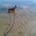 honden foto 