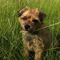 honden foto 