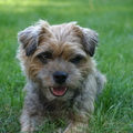 honden foto 