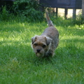 honden foto 