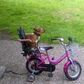 honden foto Dexx achterop de fiets van mn dochter.
Waneer komt ze nou......................